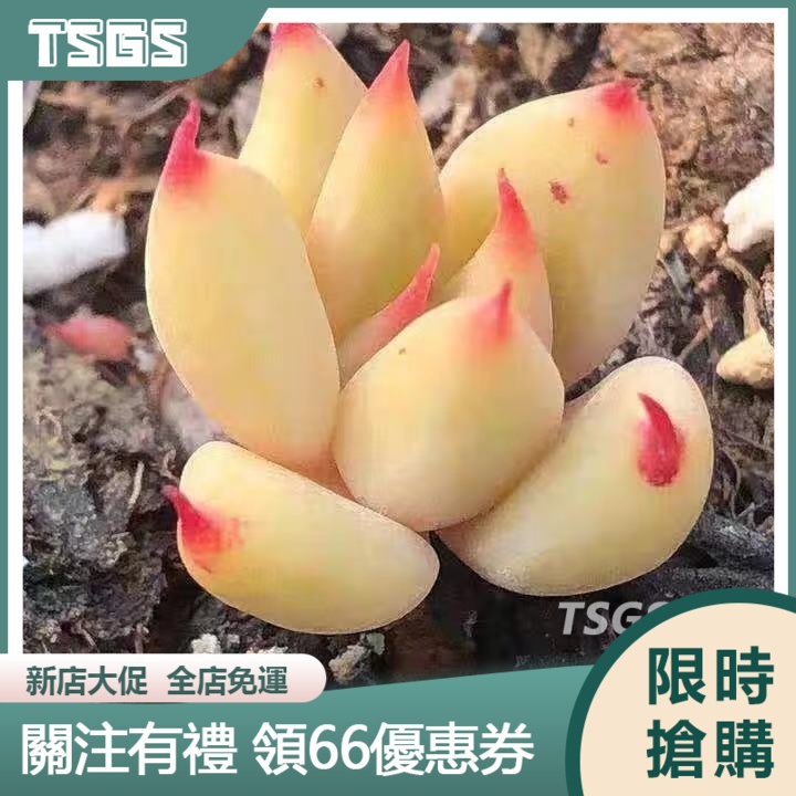 【TSGS】稀有多肉種子 多肉種子 薔薇月影 粉黛 拉古娜 狐爪 小和錦 多肉 種子