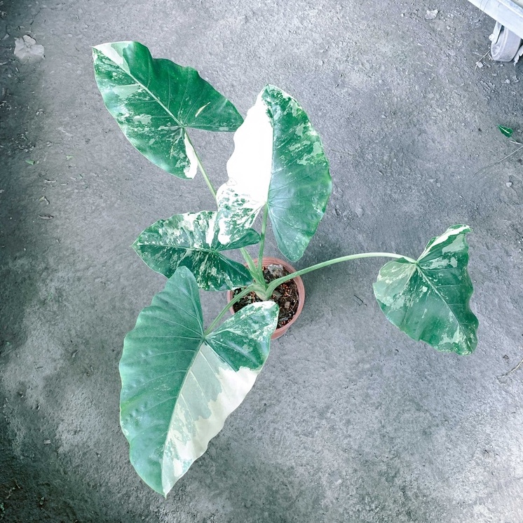 【花無缺❶號】室內植物 ⚇斑葉姑婆芋⚉ 5吋盆 缺貨中