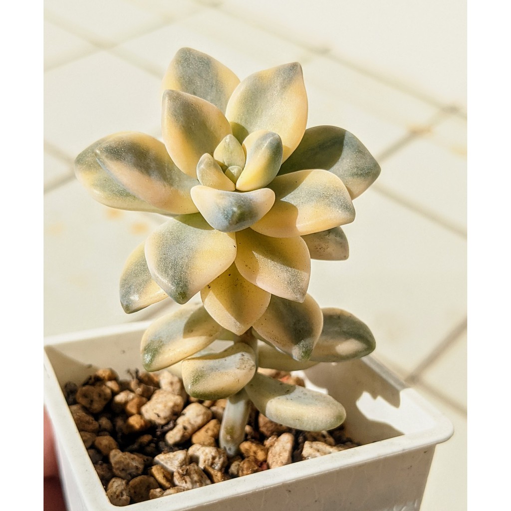 淡雪錦 多肉植物 蝦皮購物