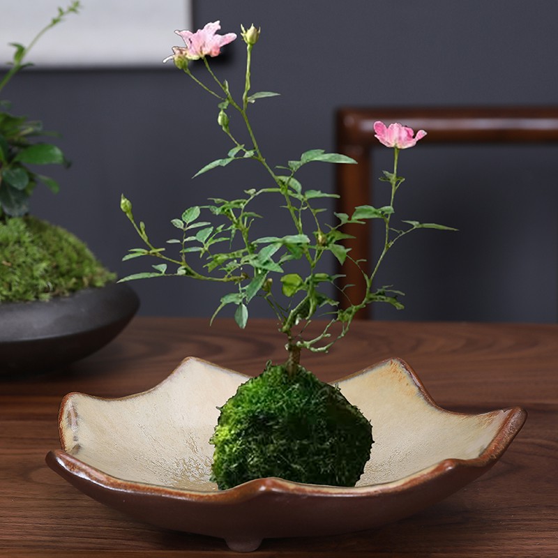 巴西木花盆陶瓷水養植物苔蘚菖蒲六月雪盆栽創意盆景清倉茶幾擺件 蝦皮購物