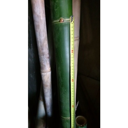 綠竹 竹管 水族繁殖 大竹筒 竹筒 竹甕 台灣種植 天然物件 無化學處理