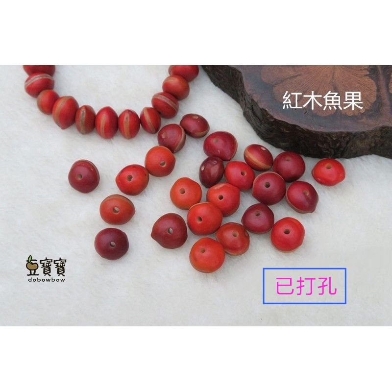 豆寶寶  紅木魚果(已打孔) 作DIY配件 串珠材料 種子手作材料