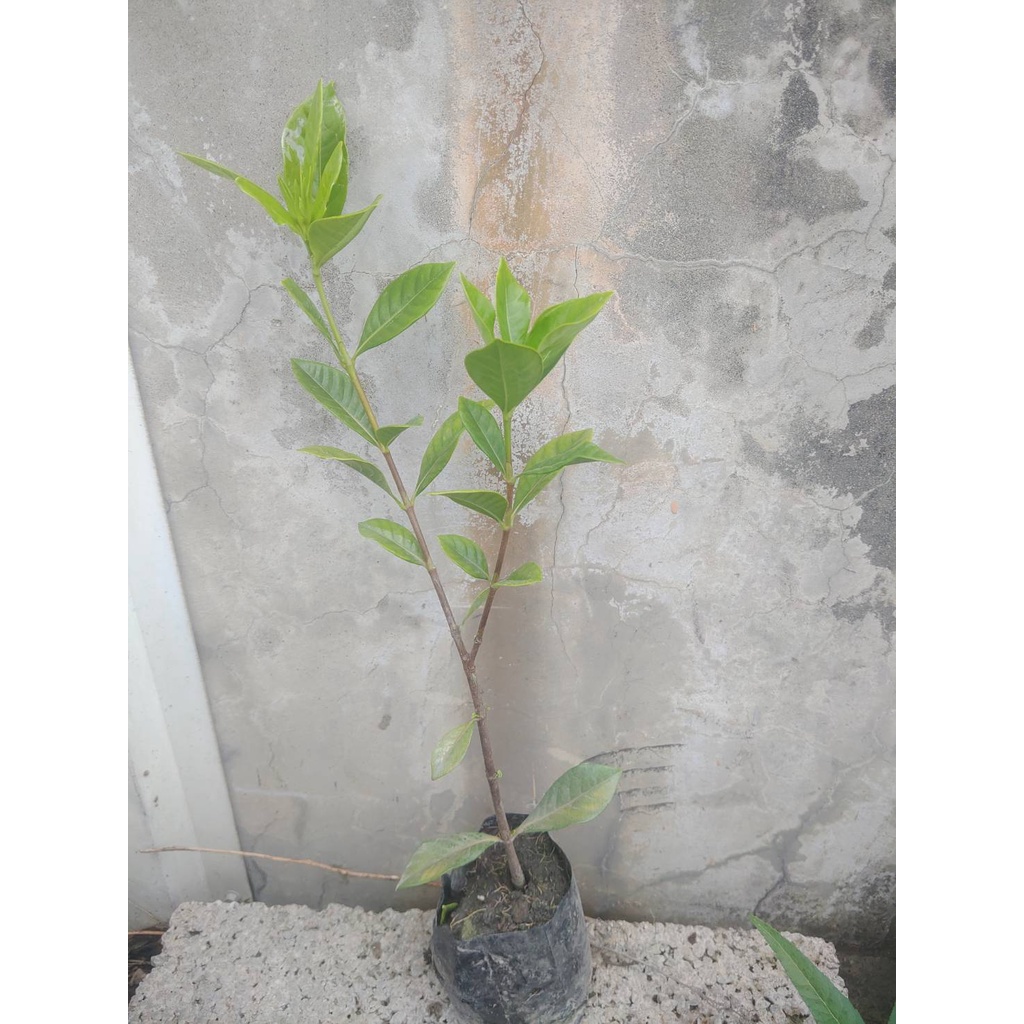 ★ 逗花枝玩 ☆  觀賞植物 玉堂春 3吋 黑軟盆 高5-10cm