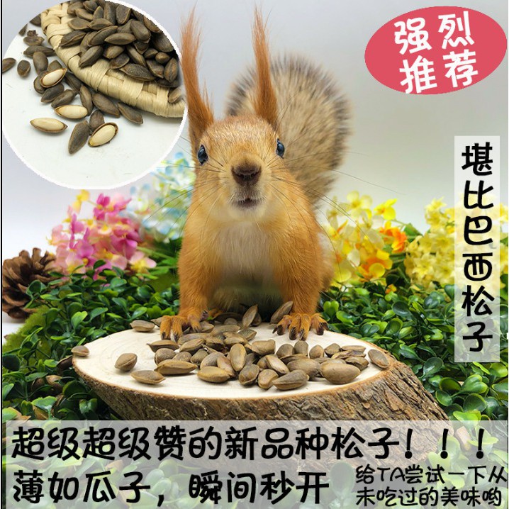 &lt;五寶松鼠堅果鋪&gt;新品種假巴西薄殼果松子*松鼠.蜜袋鼯.鸚鵡.飛鼠.大赤鼯鼠*