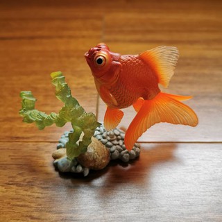 水族達人 書籍 金魚事典 金魚工具書從認識 飼養到觀賞 寵物金魚的綺麗圖鑑工具書暢銷書印刷精美 蝦皮購物