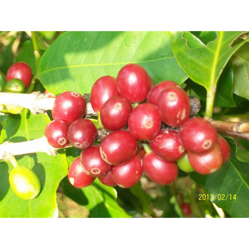 很好種的【阿拉比卡品種咖啡種子】可種小品盆栽.樹苗~綠化家園***一份300顆150元