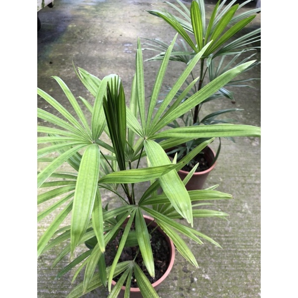 日本 細葉棕竹/5吋～多年生常綠植物/室內植物⋯