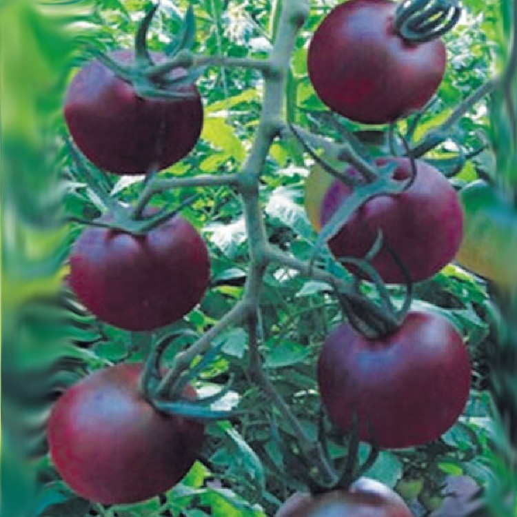 🍅㊣【我會發芽】黑櫻桃番茄種子 蕃茄 台灣改良品種 聖女果 味甜 易栽好活 陽台盆栽 20~30粒/包