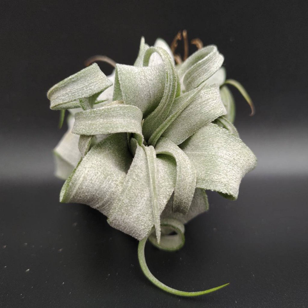 空氣鳳梨－電捲燙－Tillandsia streptophylla －經典寬葉電捲