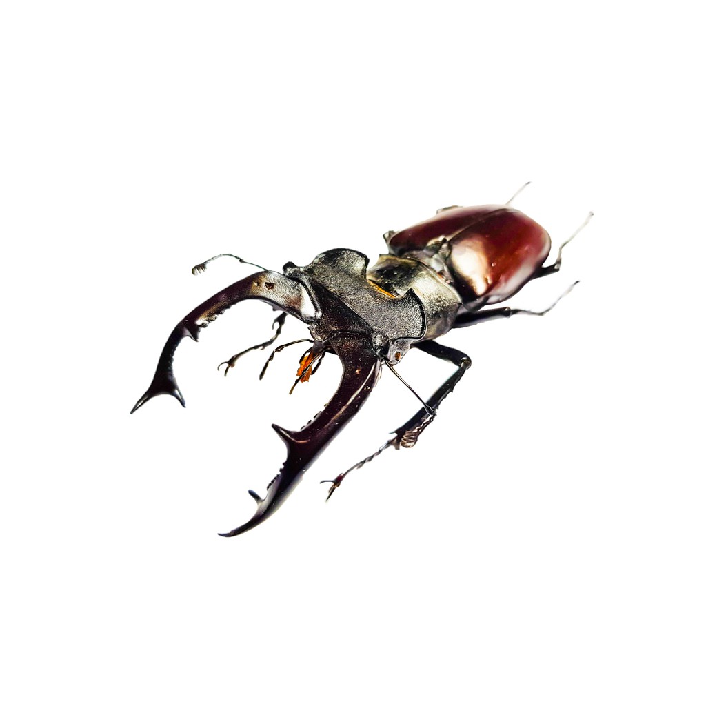 黃金蟲蘭網路商店 烏克蘭產歐洲深山鍬形蟲60 74mm 單公標本 蝦皮購物