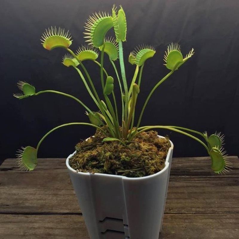 D. South West Giant（FTS） 南西巨人捕蠅草 ♛Flycatcher食蟲植物專賣店♛
