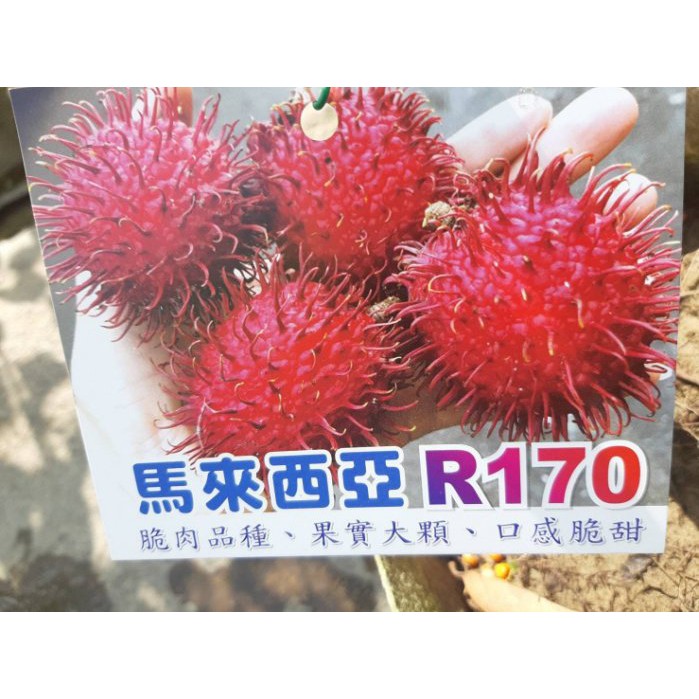 花囍園_水果苗—馬來西亞R170--紅毛丹~果粒大/4吋高約30-50cm/特價3400