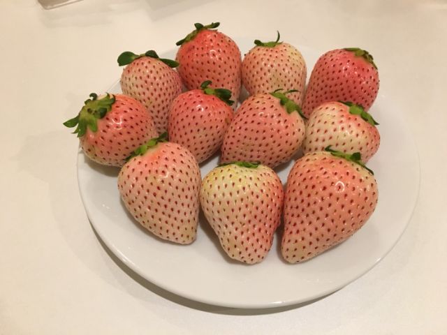 日本草莓.草莓苗. 山梨県 初戀的香味(初恋の香り)白草莓種子