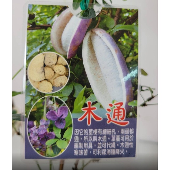 花囍園 香草物植 木通果 合歡果 花期3 月至5 月 藤本植物 5 6吋 蝦皮購物
