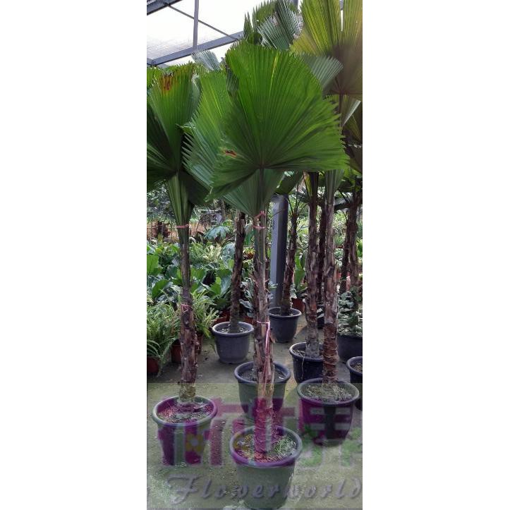 花花世界_常綠灌木*--圓葉刺軸櫚-圓扇椰子1尺盆肉身4.5尺總高約160-180cm無法超取