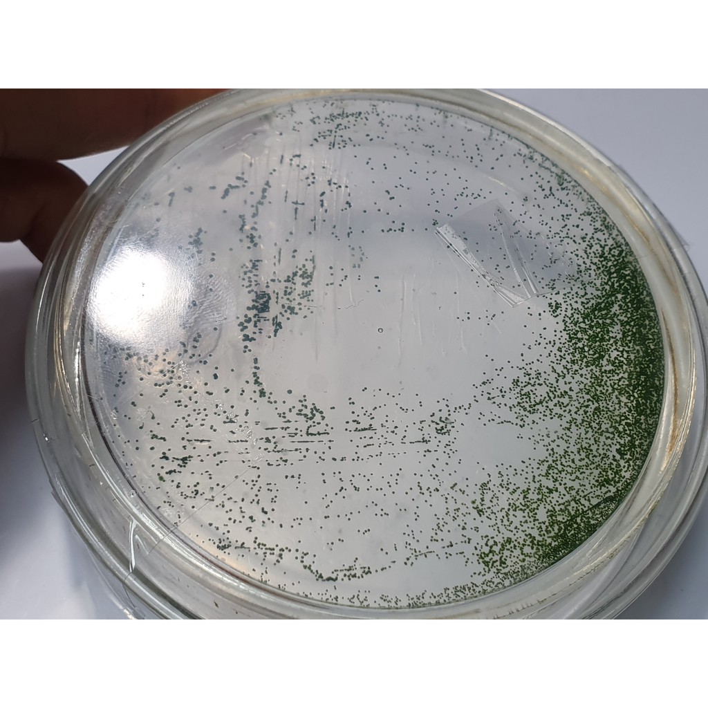 輕鬆培養系列：淡(海)水純化種綠球藻屬小球藻種 Chlorella vulgaris飽油種，不要再用混和綠水