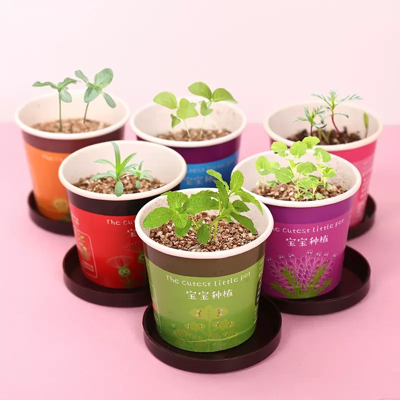 綠植盆栽種植物種水果種花小盆栽小農夫在家種菜菜園盆栽桌上植物 蝦皮購物