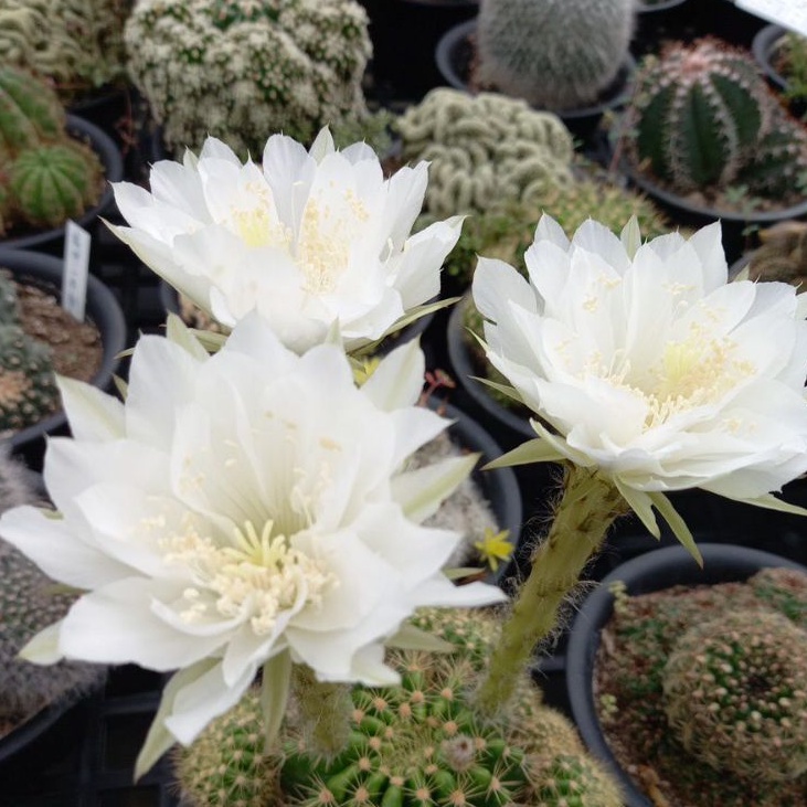 玉和軒多肉驛站 金盛丸 開花會香 仙人掌 蝦皮購物