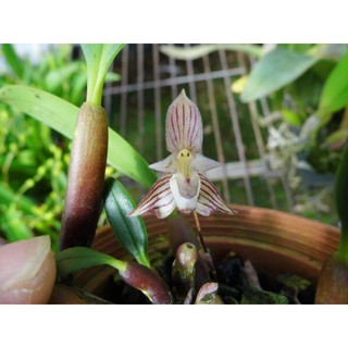 大眾蘭園 原生種 Bulbophyllum ambrosia 芳香石豆蘭