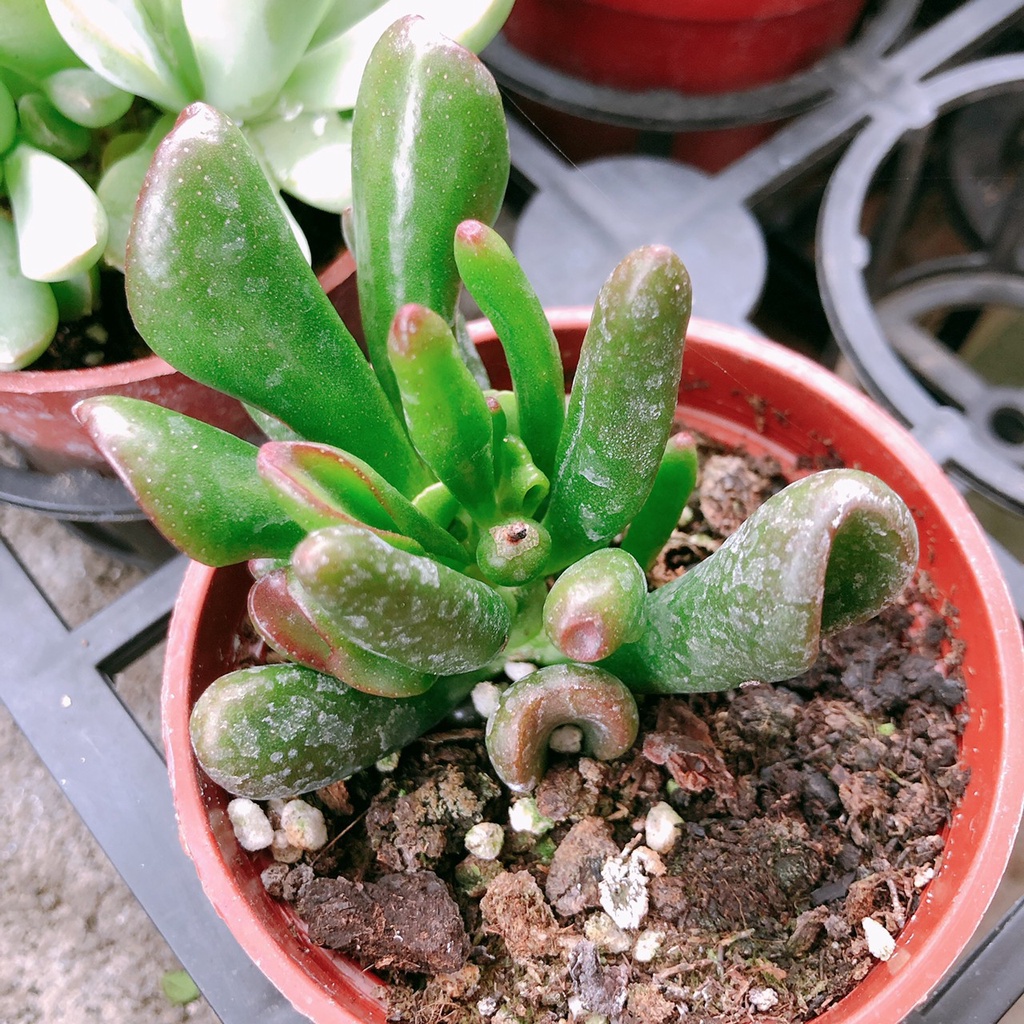 點綴生活 史瑞克筒葉花月綠色多肉樹型多肉夏天型多肉多肉植物3吋多肉新手多肉 爆盆植物優先出 蝦皮購物