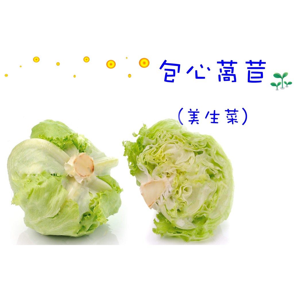 包心萵苣美生菜生菜沙拉首選種子區 蝦皮購物