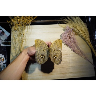 【現貨】🦋貓頭鷹蝶🦋 蝴蝶 昆蟲 模型 乾貨三角紙包裝 #非活體 #類模型 #藝術品
