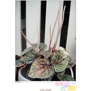 WISH FOREST【多肉植物。皺葉椒草。紅葉~斑葉品種】。耐陰性良好