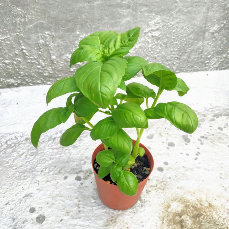 羅勒盆栽羅勒苗2 5吋盆 5吋盆香料植物可食用 蝦皮購物