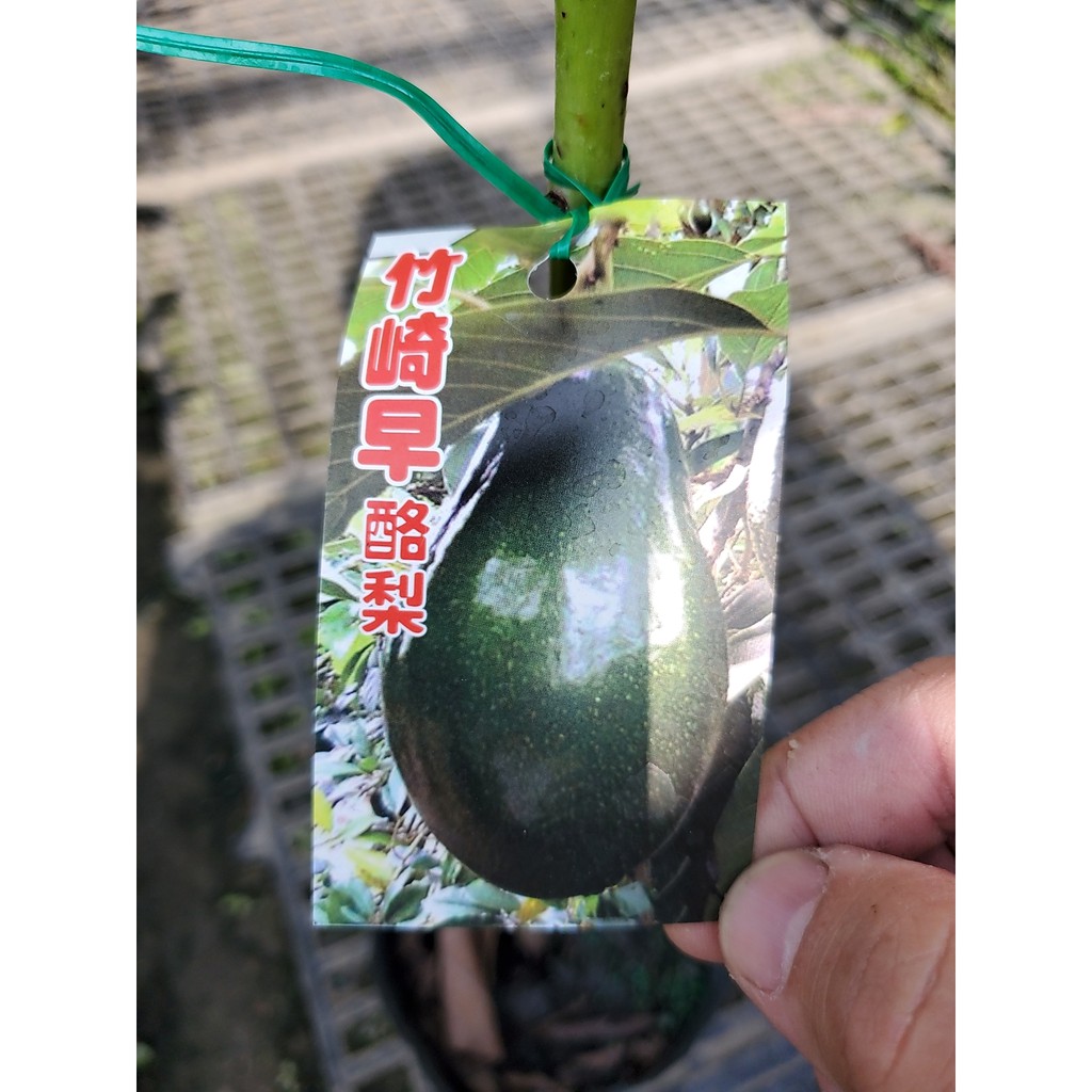 李家果苗竹崎早生酪梨苗章安酪梨5吋盆嫁接苗早生品種b花單價30 40公分單價300元特價250元 蝦皮購物