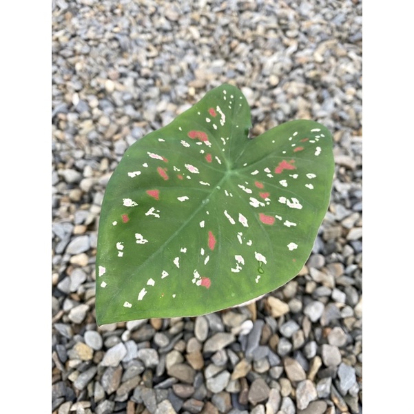 3‘ 漆斑彩葉芋 Caladium bortulanum ‘Wightii’