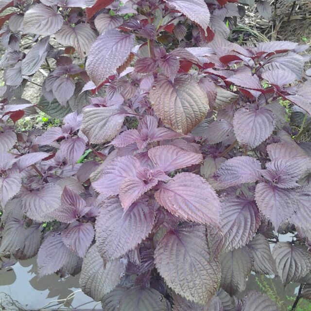 紫蘇種子韓國芝麻葉種子紅紫蘇種子青紫蘇種子紅紫蘇青紫蘇韓國雙色芝麻葉香草種子 農產種子郵購讚 蝦皮購物
