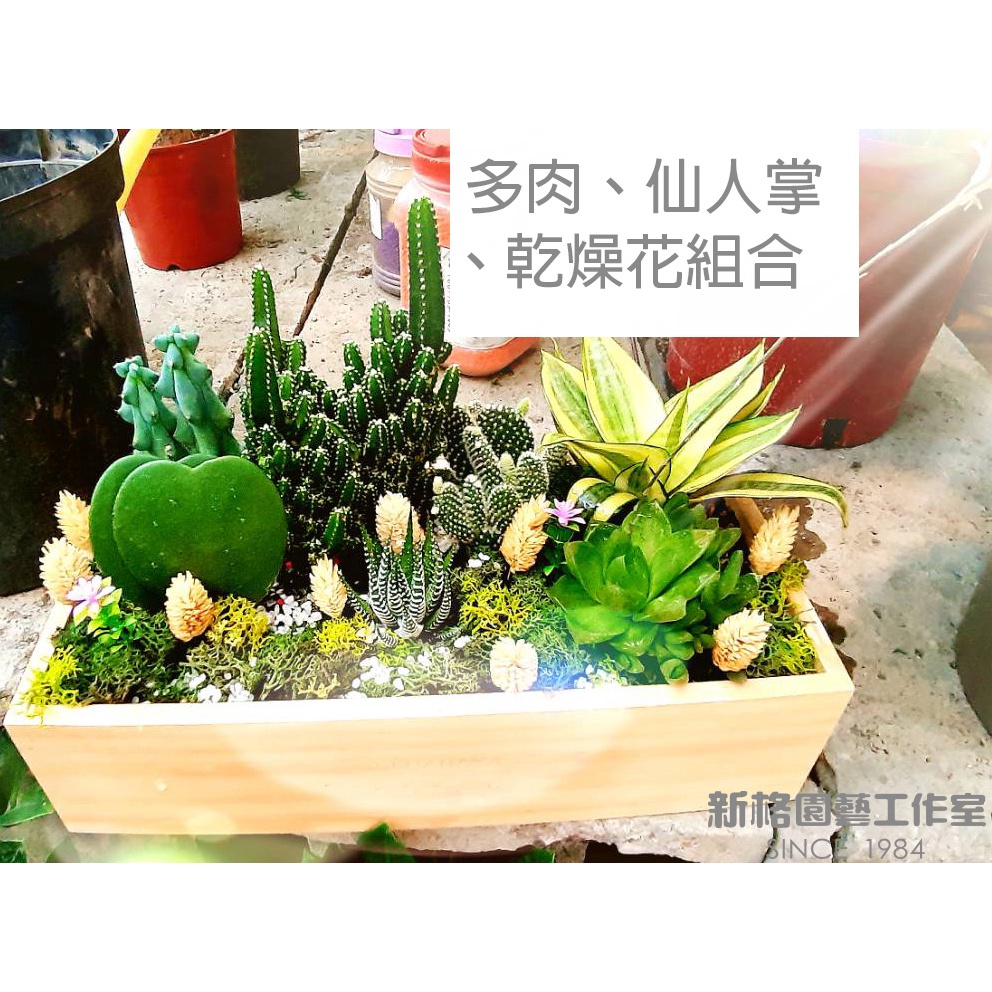 多肉 仙人掌 乾燥花送禮盆栽組合台中地區可代客送花運費另議外縣市寄送為材料包 蝦皮購物