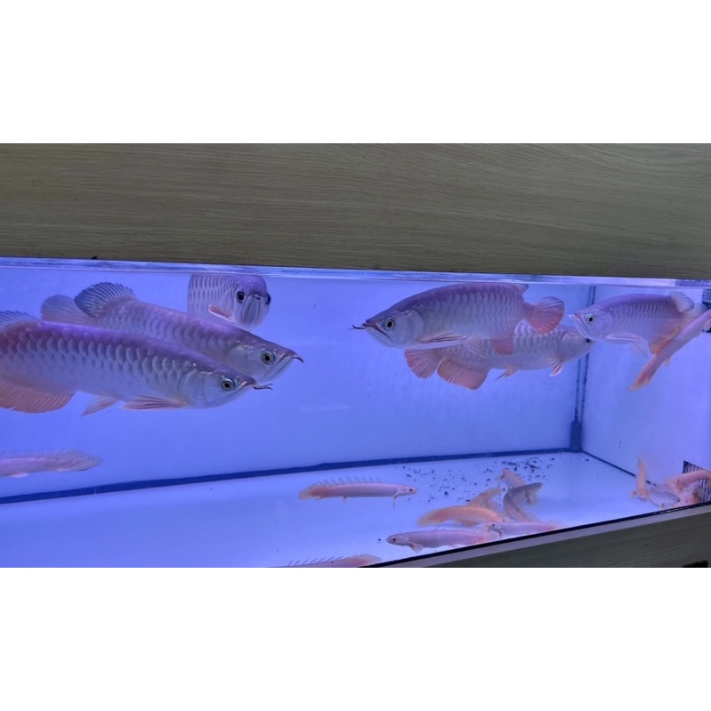 38vvwoc 線上商店 蝦皮購物