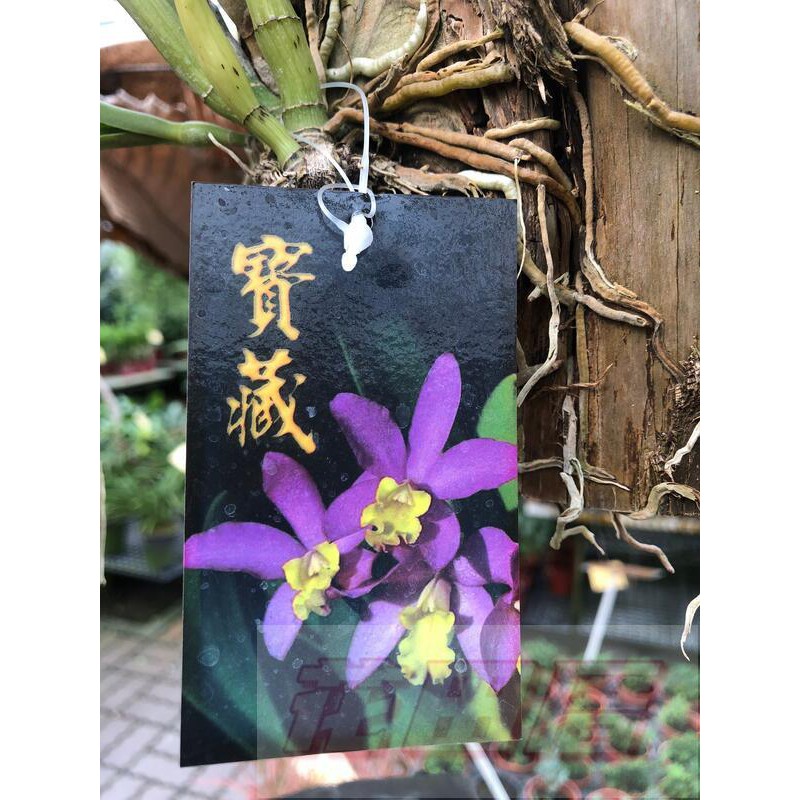 花田厝_觀花植物寶藏石斛蘭 上板 高約15-20cm