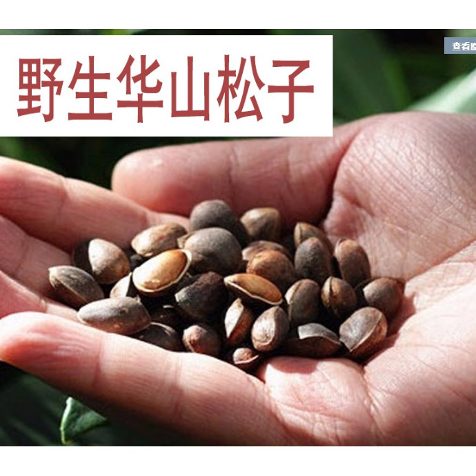 <五寶松鼠堅果雜貨鋪>野生華山松子馬尾落水松子*松鼠飛鼠倉鼠大赤鼯鼠鸚鵡*