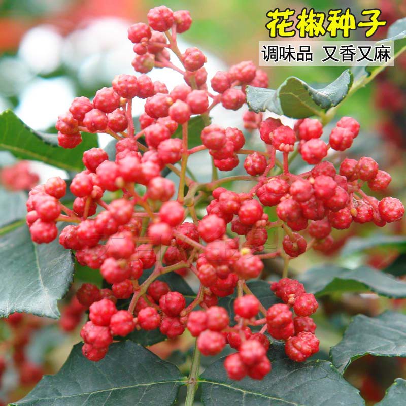 種子花園 花椒種子山椒紅椒麻椒川大紅袍花椒樹種籽調味季香料蔬菜種孑四季新品廠家直銷 蝦皮購物