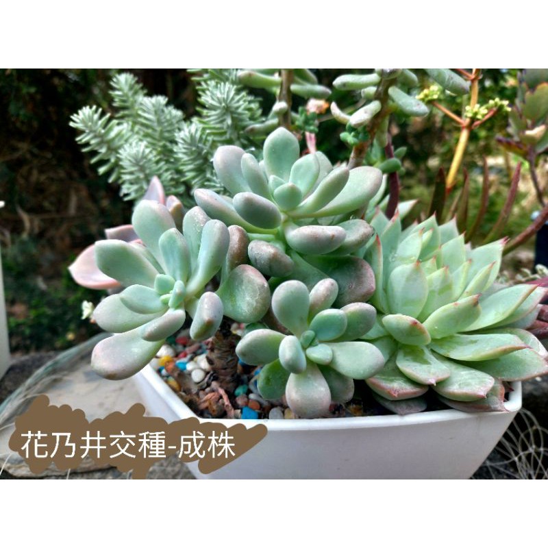 花乃井交種 易掉葉 好葉孵 多肉植物 3吋盆 蝦皮購物