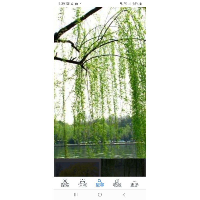楊柳樹苗一棵25元~