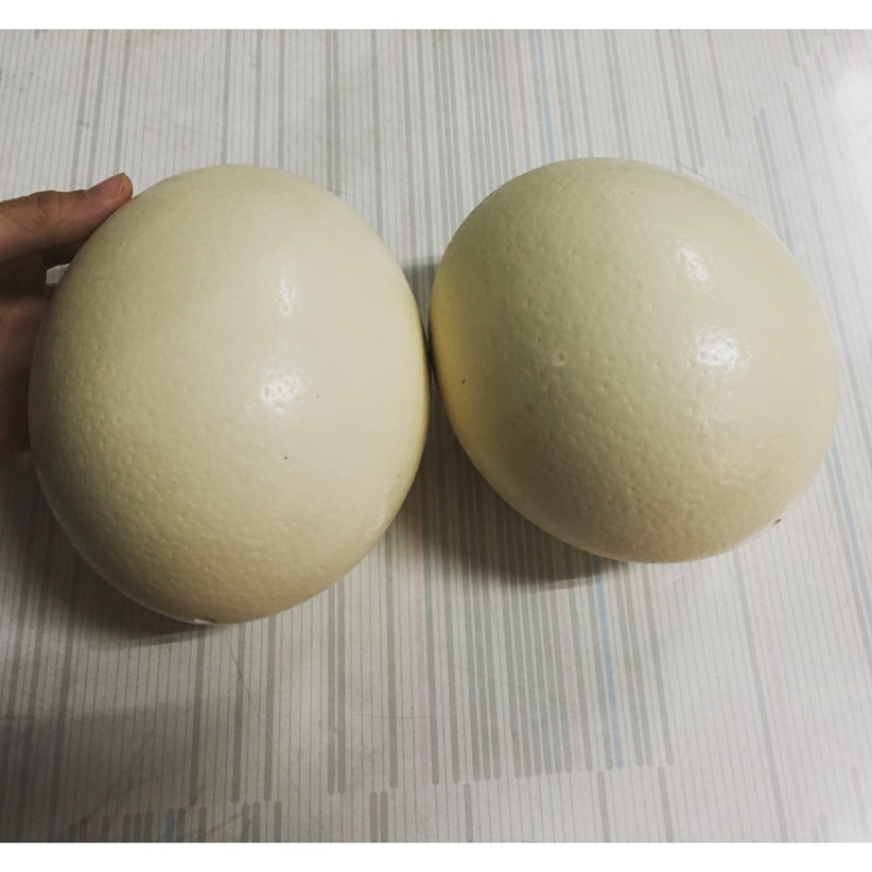鴕鳥蛋 蛋殼 可雕刻 裝飾 燈罩