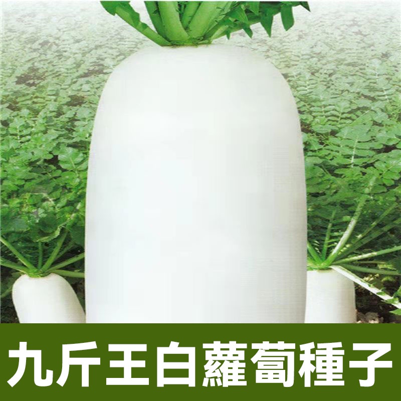 九斤王白蘿蔔種子 脆甜蘿蔔種子 四季水果蘿蔔種子 蘿蔔籽 秋季播種蔬菜種子 批發蘿蔔種子 蔬菜種子