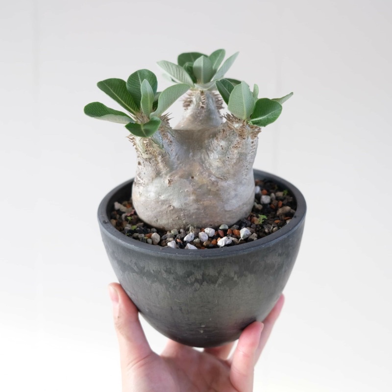 Eden Garden | 植物咖啡 | 一本尼實生 Pachypodium Eburneum