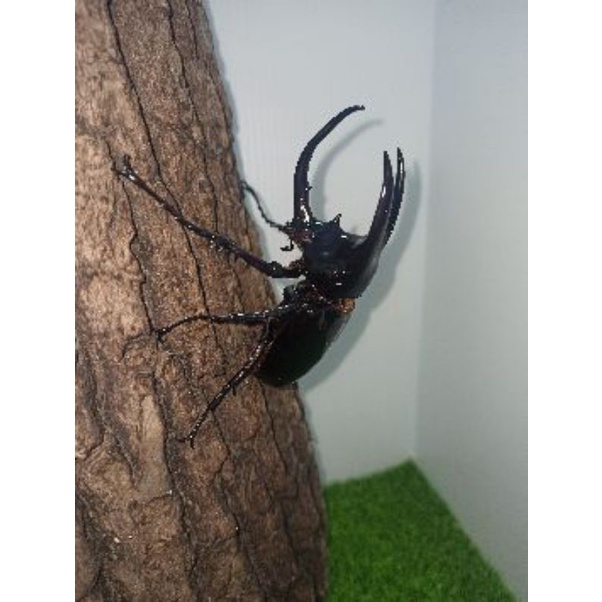 幼蟲 優惠推薦 22年7月 蝦皮購物台灣