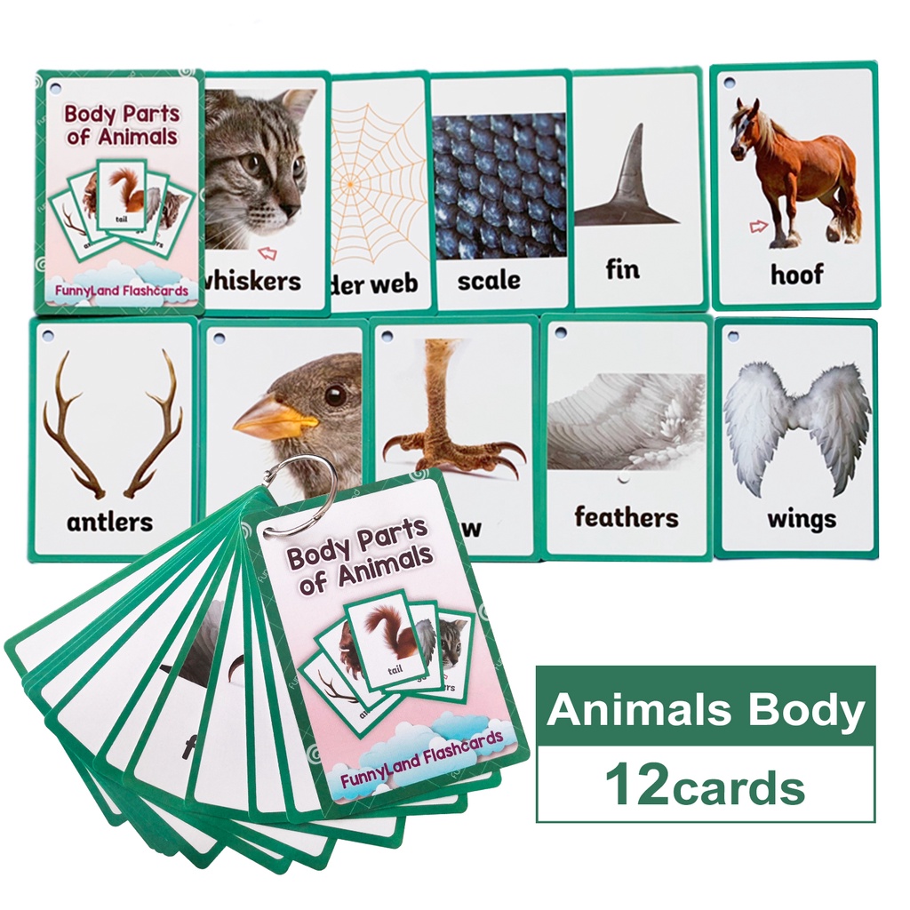 Animals Body Parts 英語閃卡英語動物身體部位單詞英文閃卡片寶寶早教啟蒙幼稚園教具小達人點讀英文 蝦皮購物