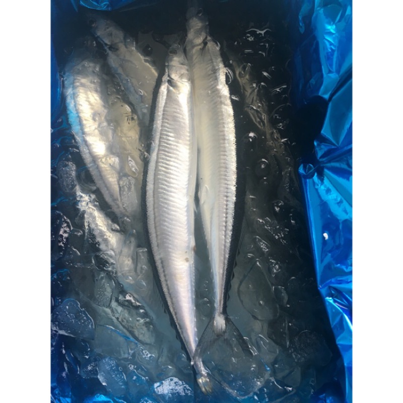 日本空運 冰鮮秋刀魚 中秋節烤肉神器 蝦皮購物