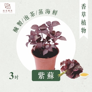 拈花微笑 紫蘇 3吋 香草植物 食用植物 調味料 泡茶飲用 沙拉 甜點 藥用 精油 觀賞 蝦皮購物
