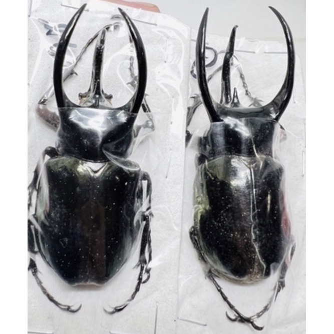 昆蟲標本（死的非活體）chalcosoma atlas keyboh
