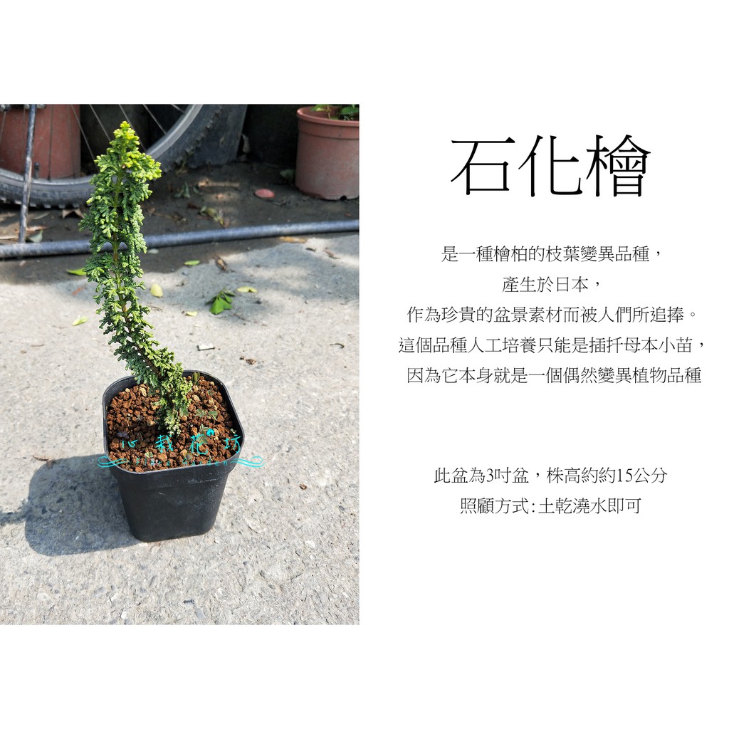 心栽花坊-石化檜/3吋/綠化植物/綠籬植物//松/杉/柏/檜/售價300特價250