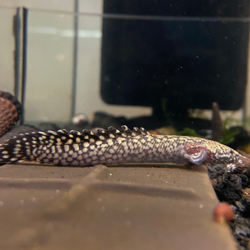 雞籠魚仔舖 大花恐龍恐龍魚肉食魚古代魚 蝦皮購物