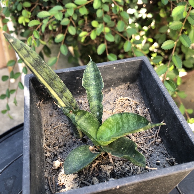 葉孵芽 佛手虎尾蘭 多肉植物 龍舌蘭科 佛手錦葉孵