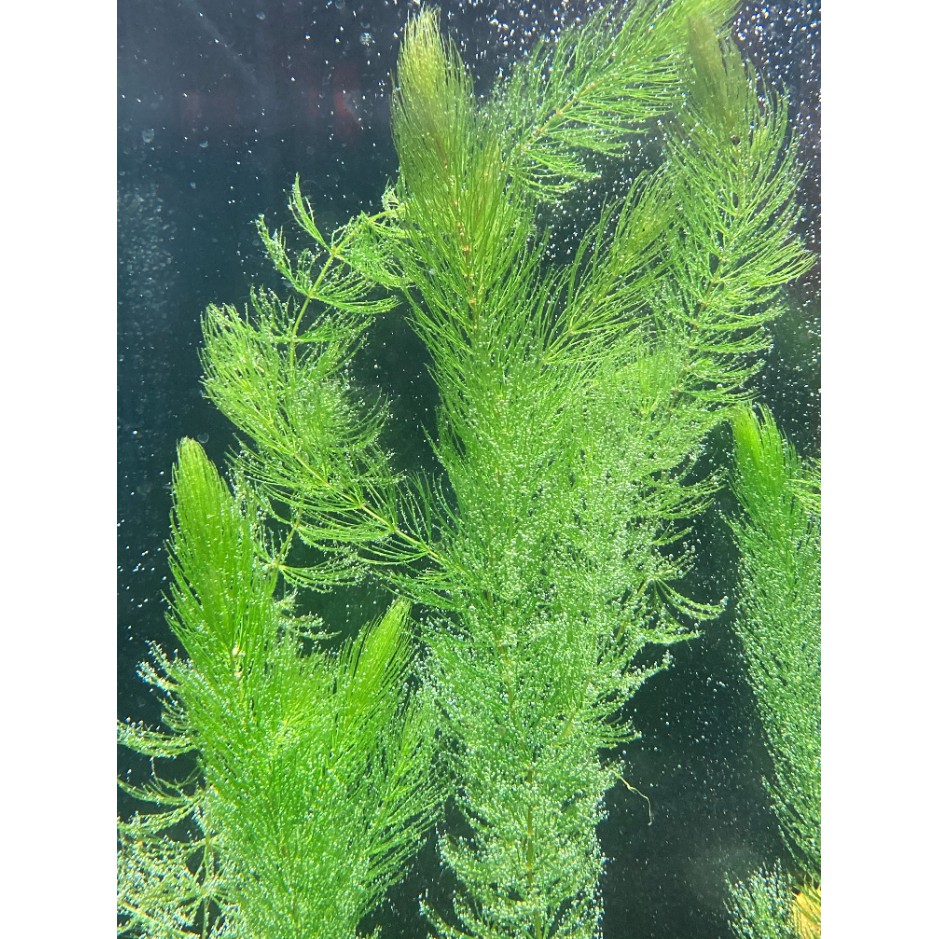 水族 金魚藻水草水中葉10株 維維の寵物咻圤 蝦皮購物
